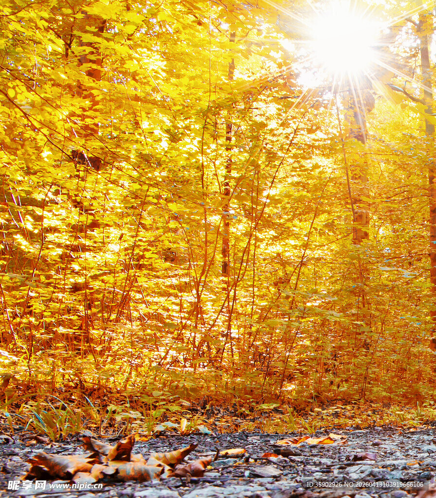 秋日森林阳光洒落美景