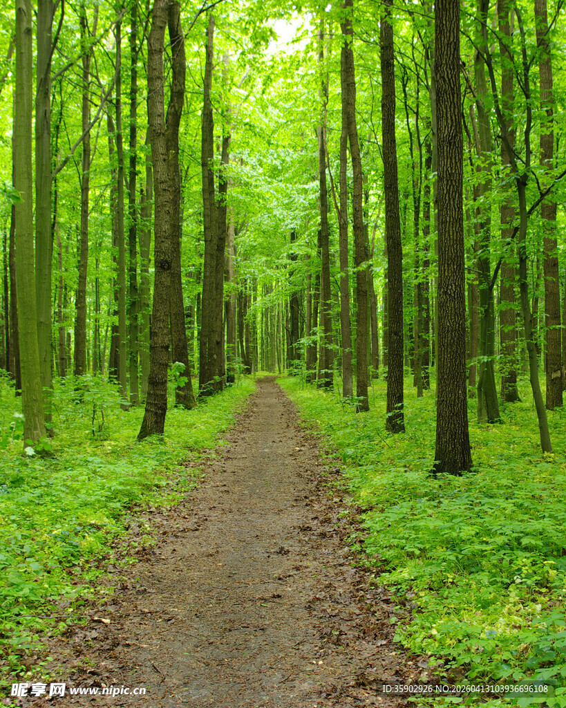 林间小径绿意盎然的森林