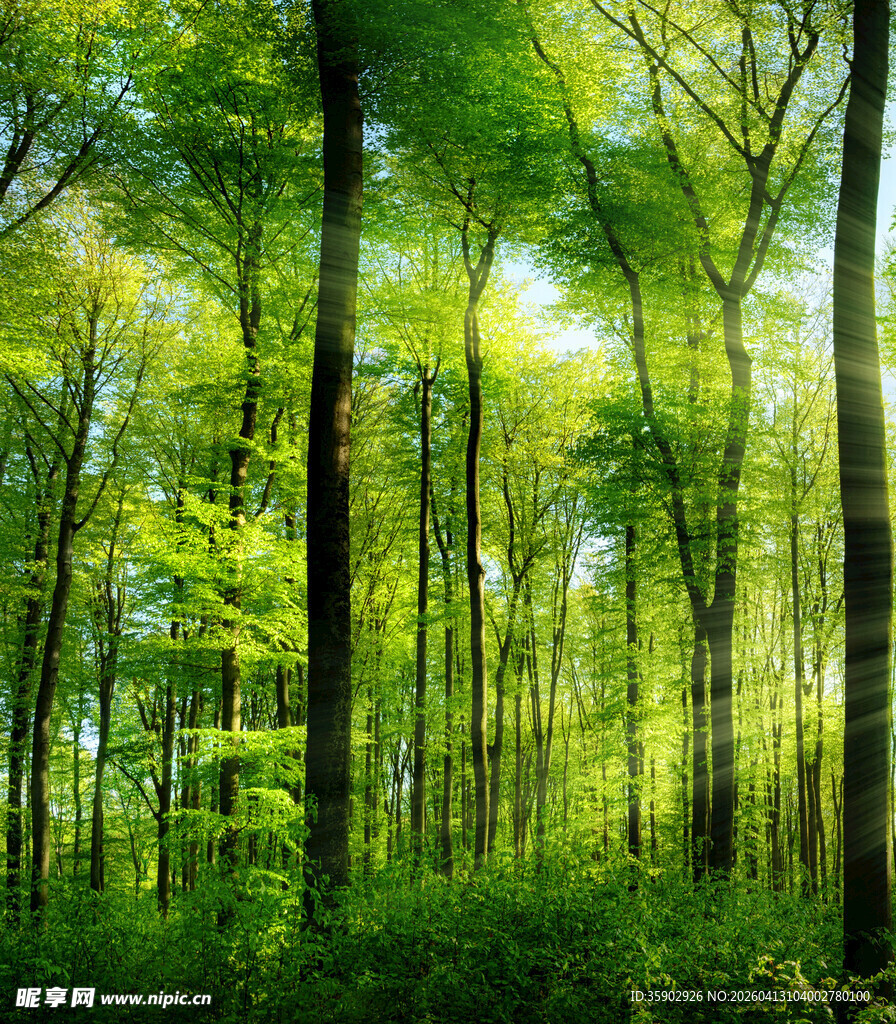 阳光洒落的翠绿森林