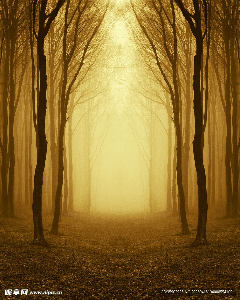 迷雾森林中的神秘光影