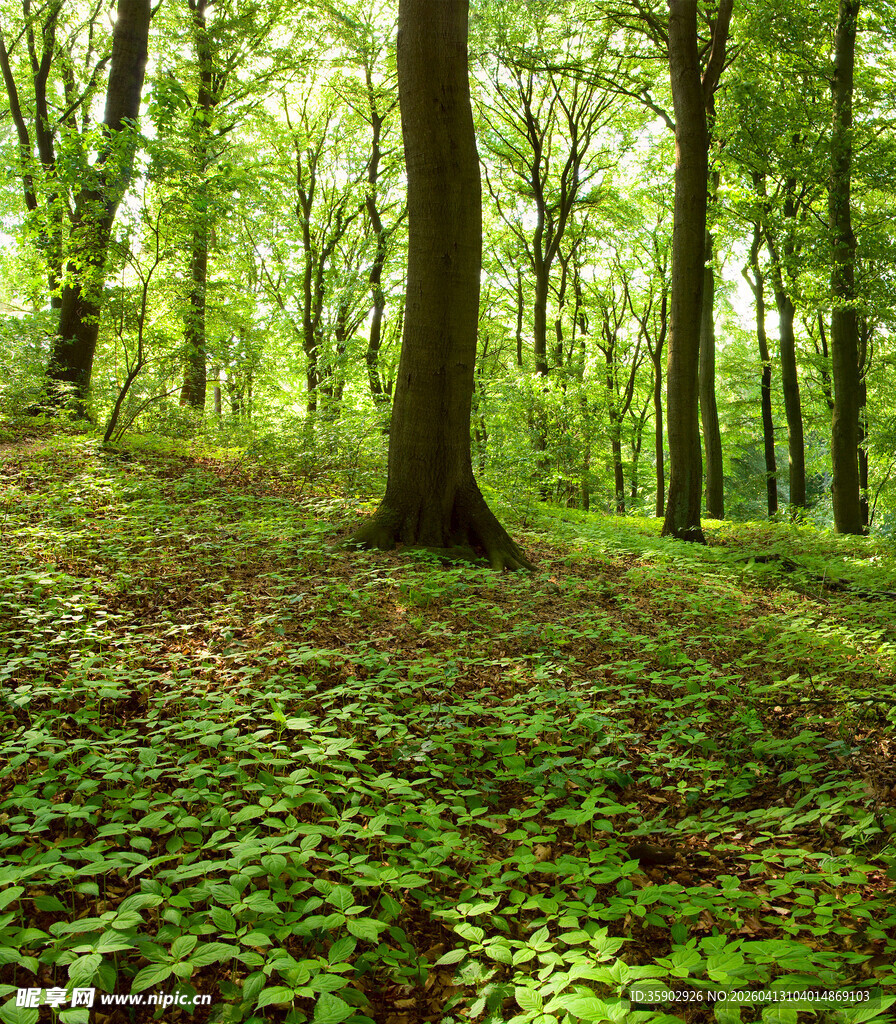 阳光普照的葱郁森林
