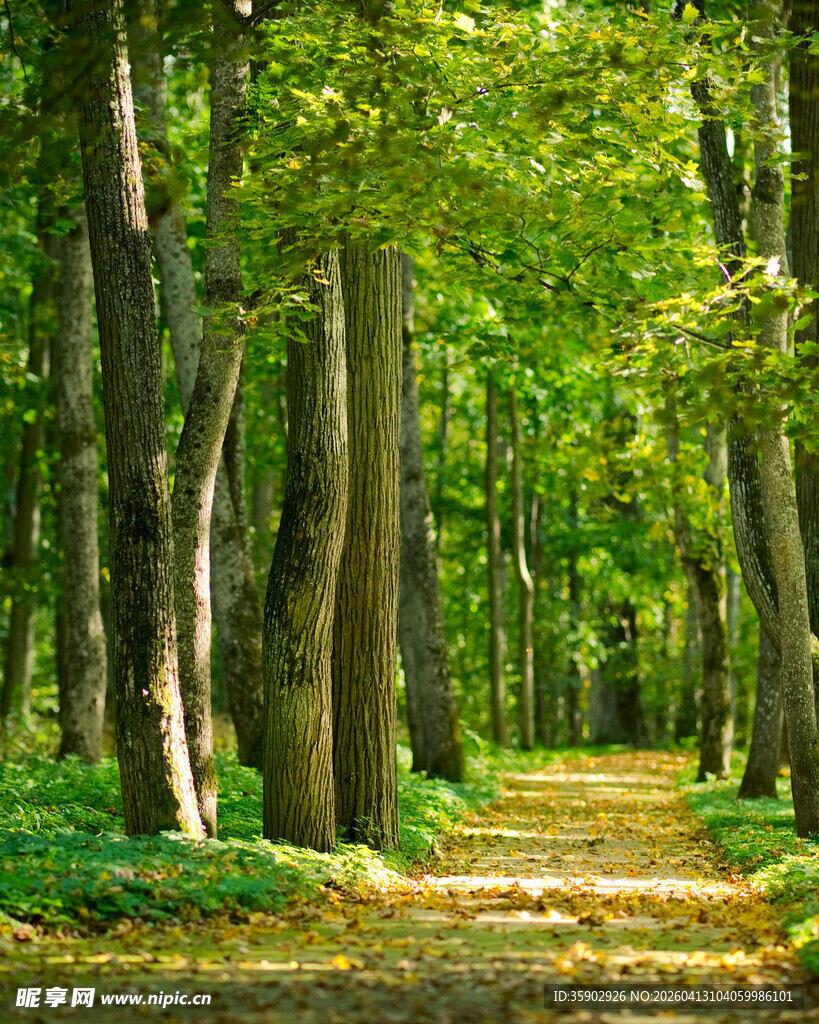 林间幽径绿意盎然的美景