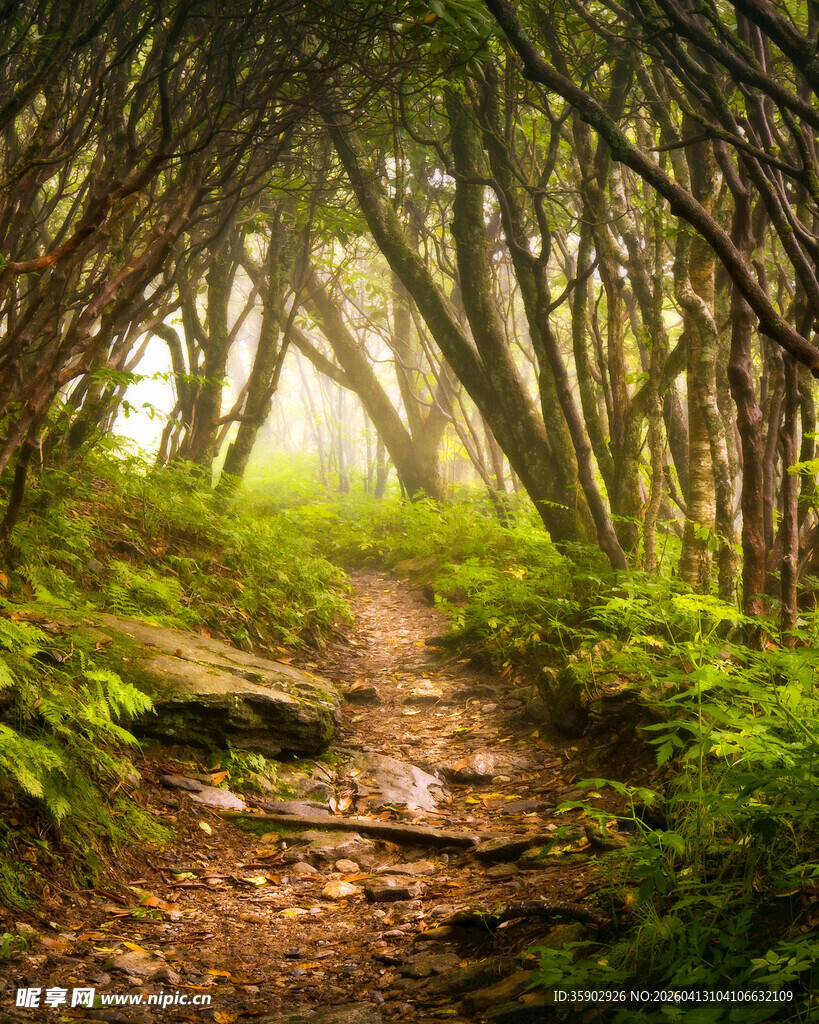 林间幽径绿意盎然的自然景
