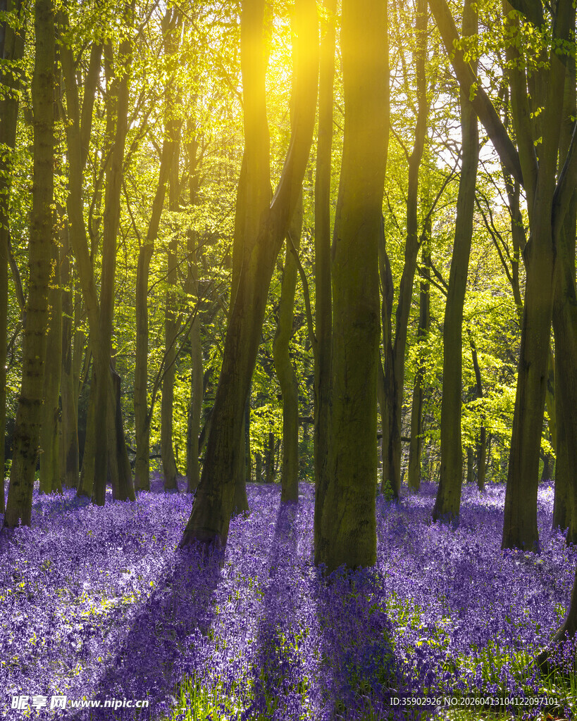 阳光洒落紫色森林美景