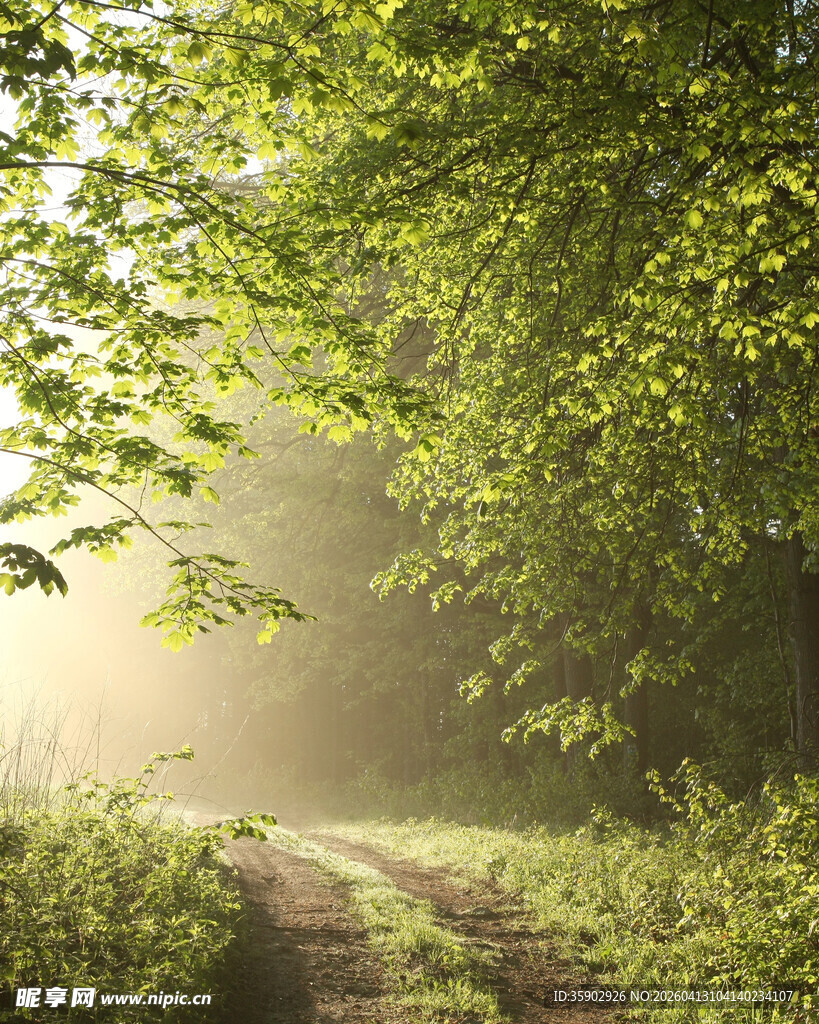林间晨雾中的幽静小径