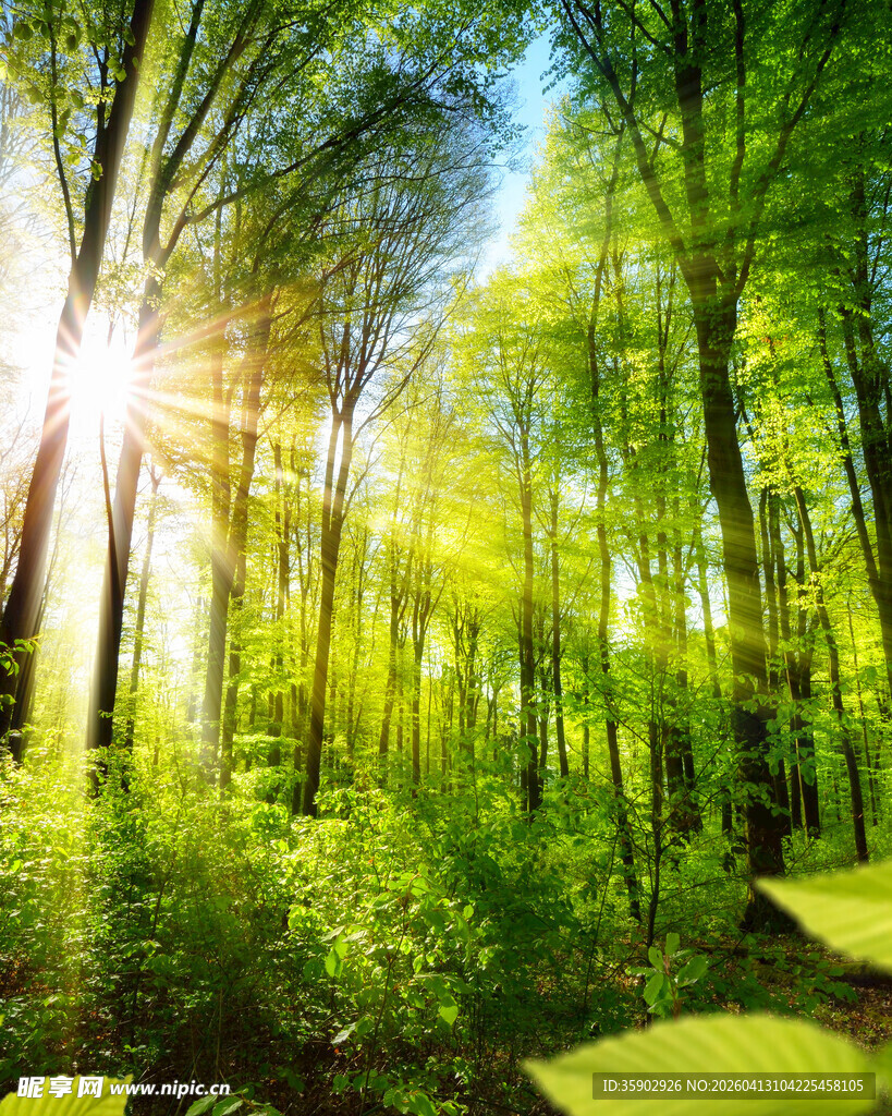 阳光洒落的静谧森林