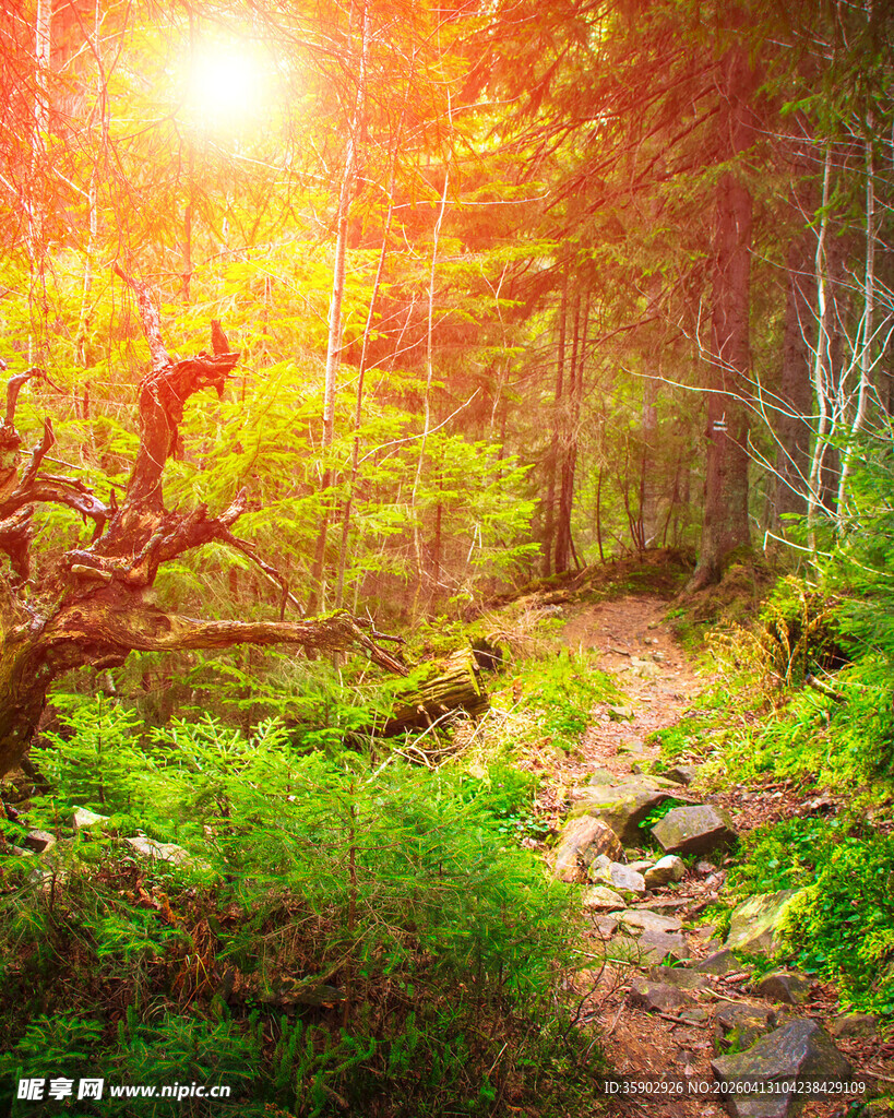 阳光照耀下的森林小径