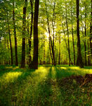 阳光洒落的静谧森林