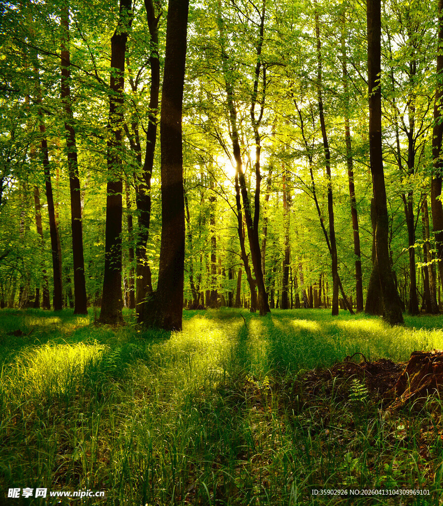 阳光洒落的静谧森林