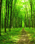 林间幽径绿意盎然的森林