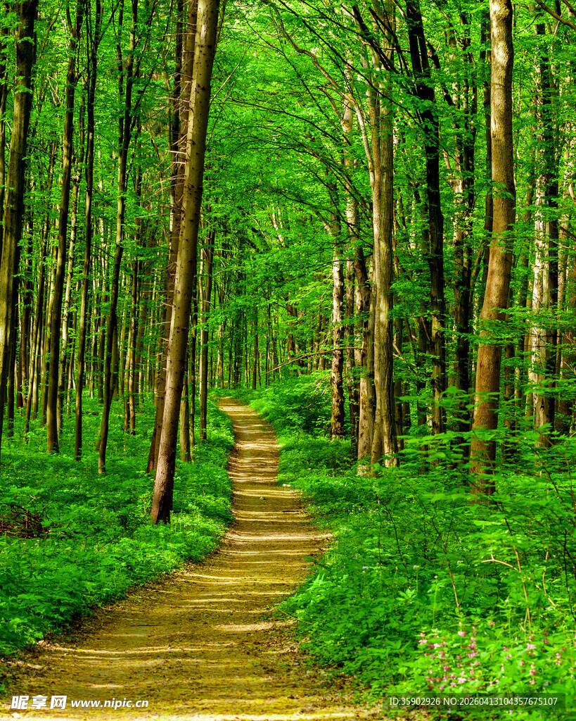 林间小径绿意盎然的漫步道