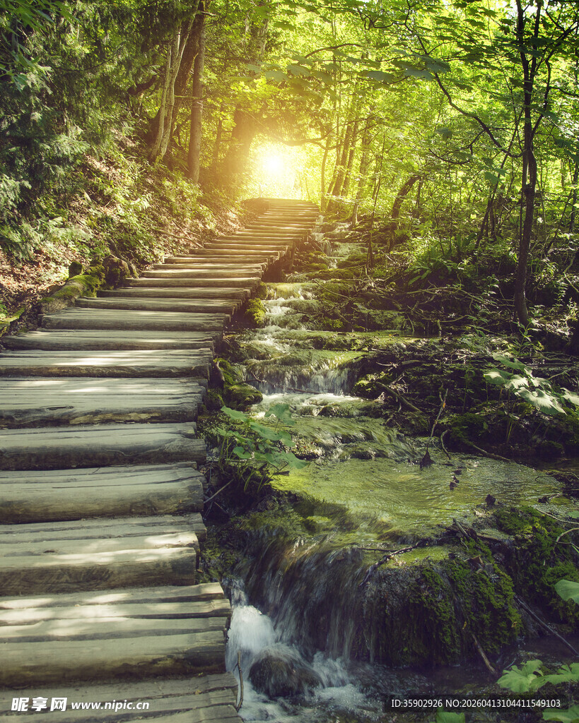 林间木阶通阳光处