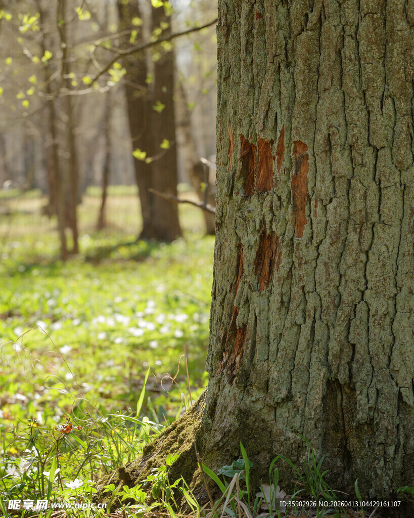 林间树干上的红色标记
