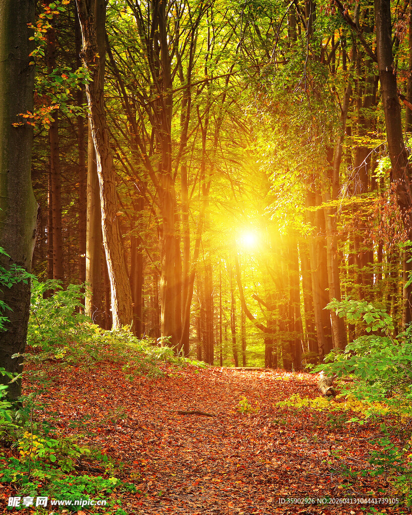 秋日森林阳光小道美景