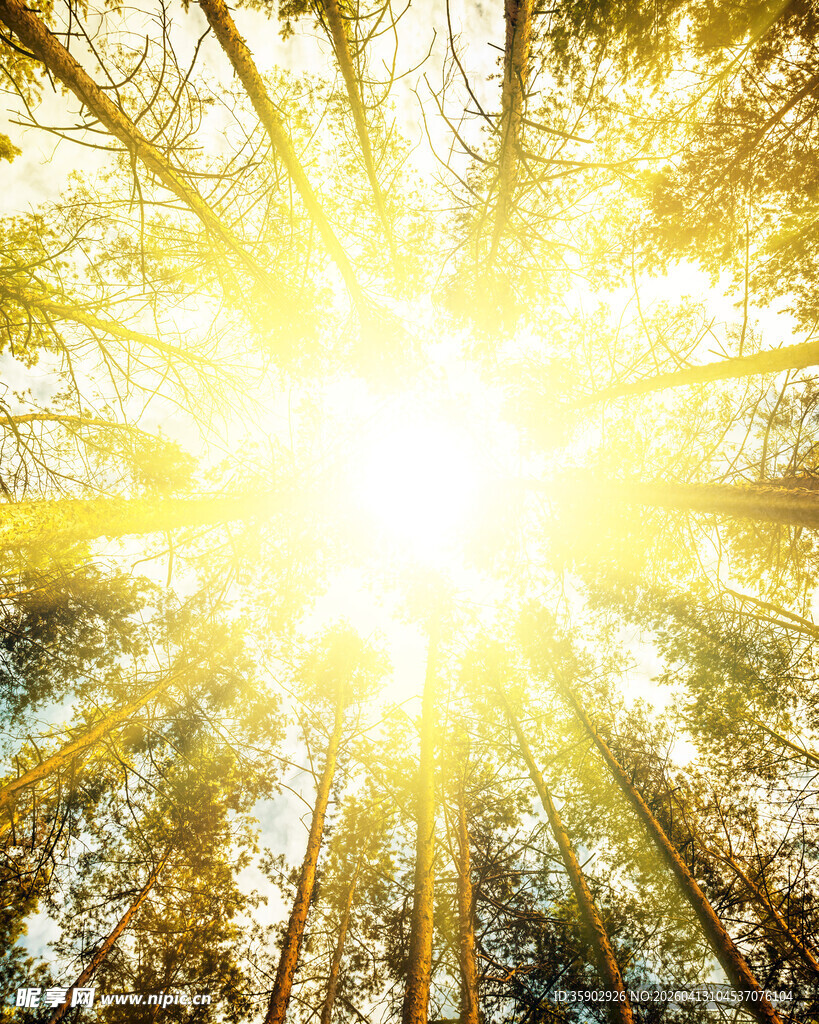 阳光穿透树林的美丽瞬间