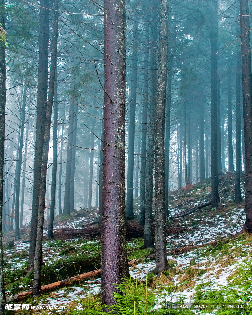 迷雾森林中的静谧树木