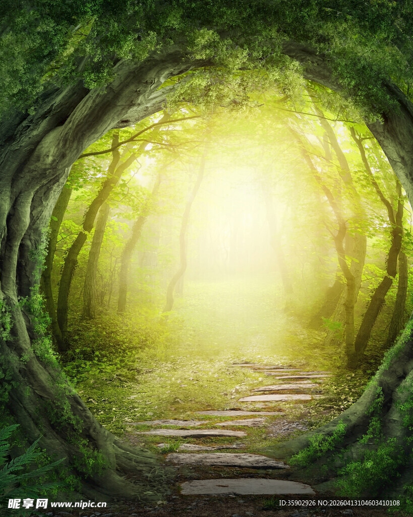 梦幻森林中的神秘光影小径