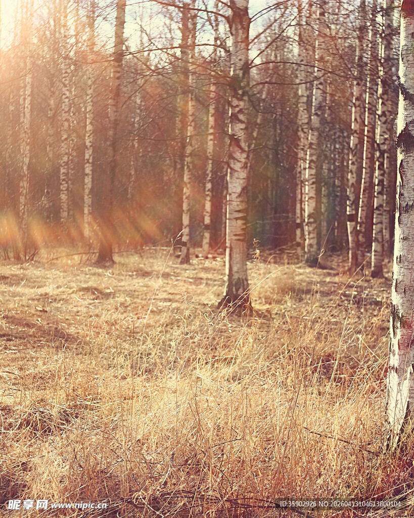 秋日阳光照耀下的白桦林