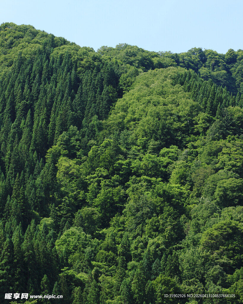 翠绿山林美景
