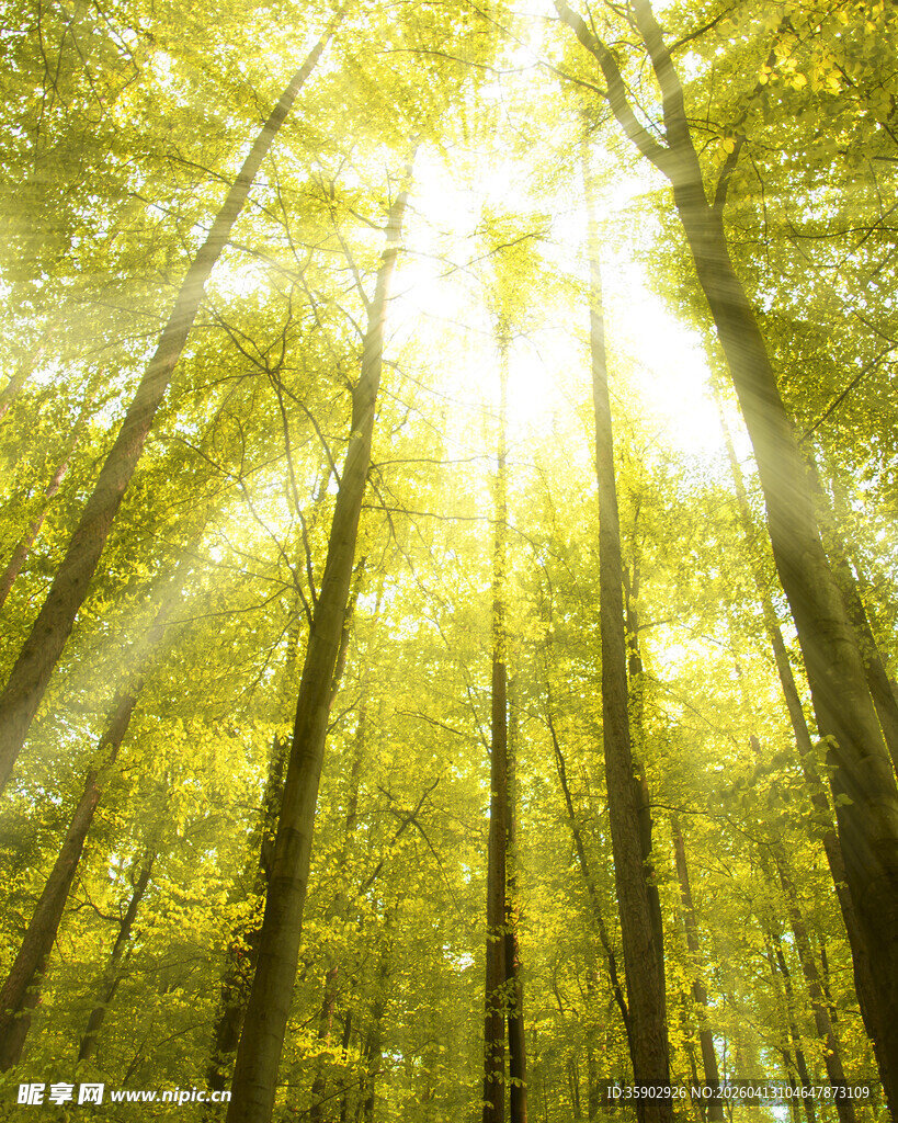 阳光洒落的茂密森林