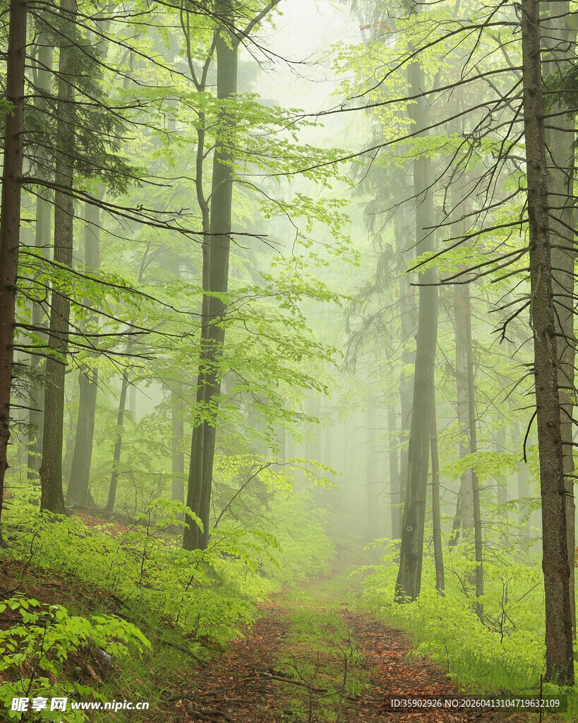 迷雾中的静谧森林小径