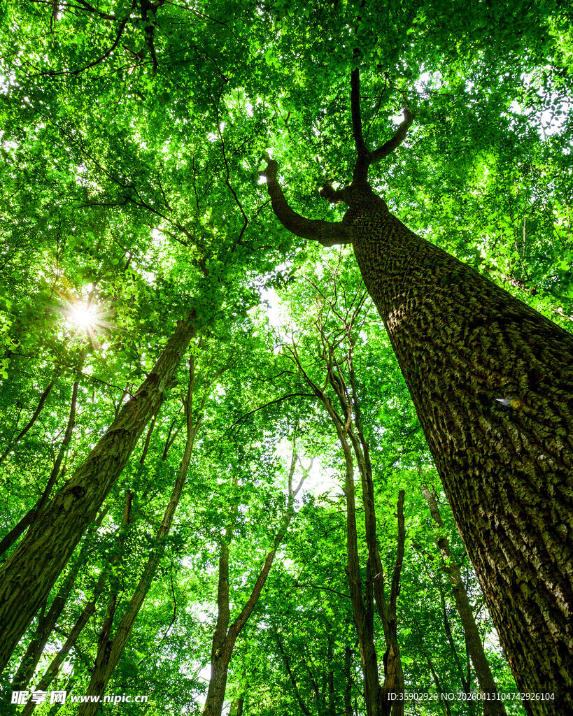 茂密森林中的参天大树