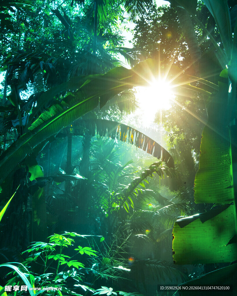 阳光穿透茂密热带雨林