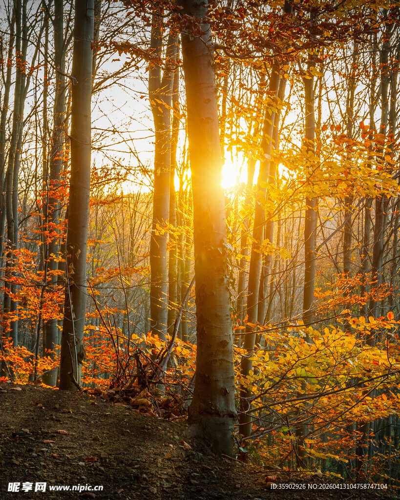 秋日森林中的温暖阳光