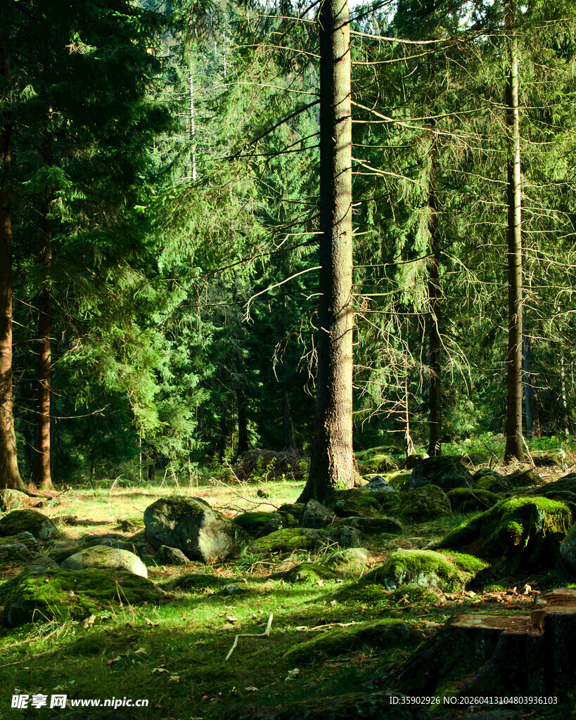 阳光洒落的静谧森林角落