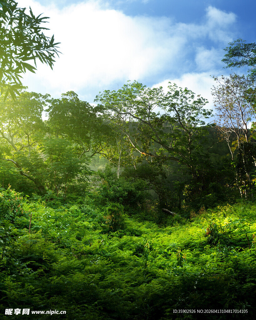 阳光照耀下的茂密绿色丛林