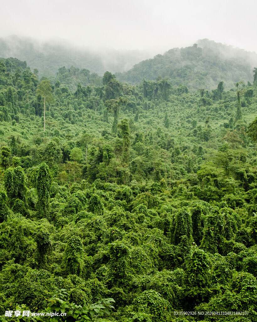 茂密山林绿意盎然