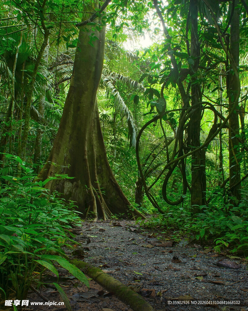 茂密森林中的幽静小径