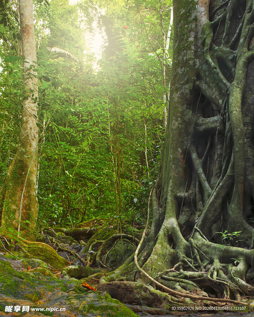 阳光照耀下的茂密森林根系