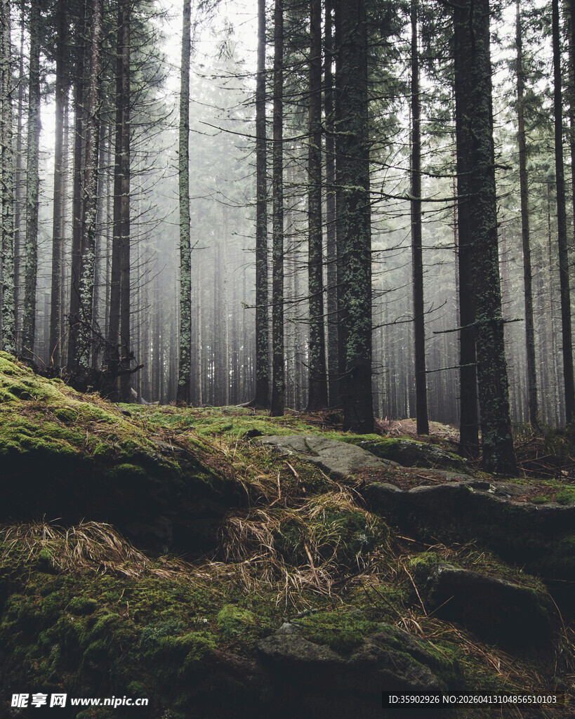 迷雾森林中的静谧景致