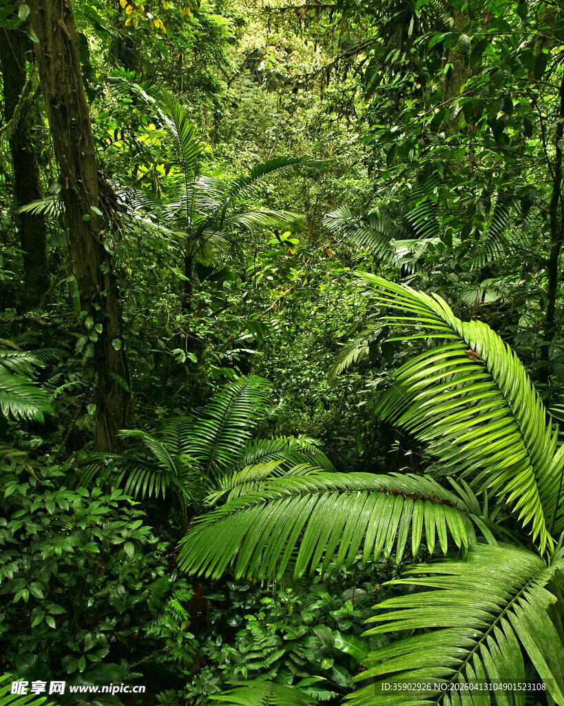 茂密丛林中的翠绿蕨类植物