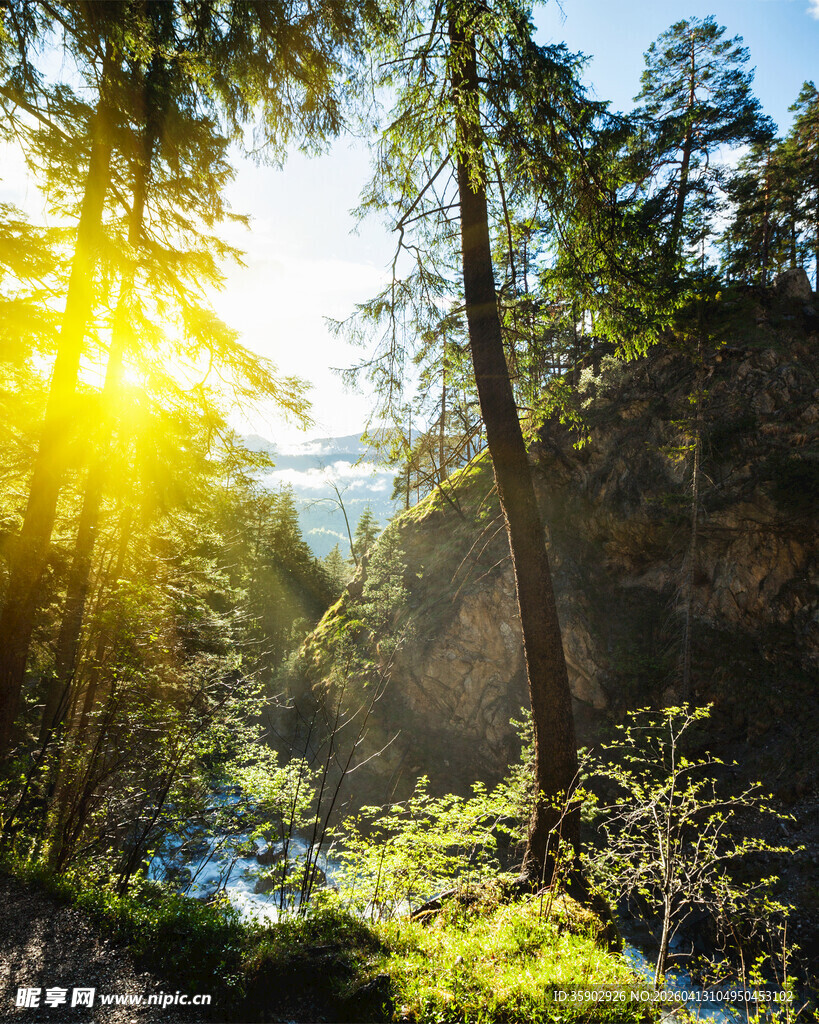 阳光洒入幽静森林美景