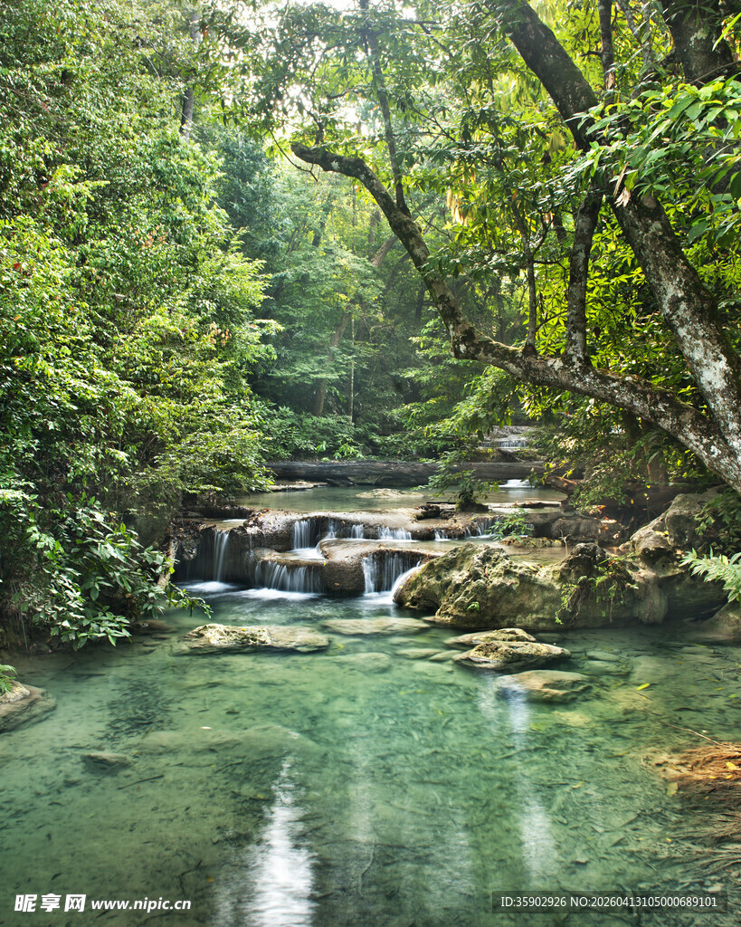 森林中的清澈溪流美景