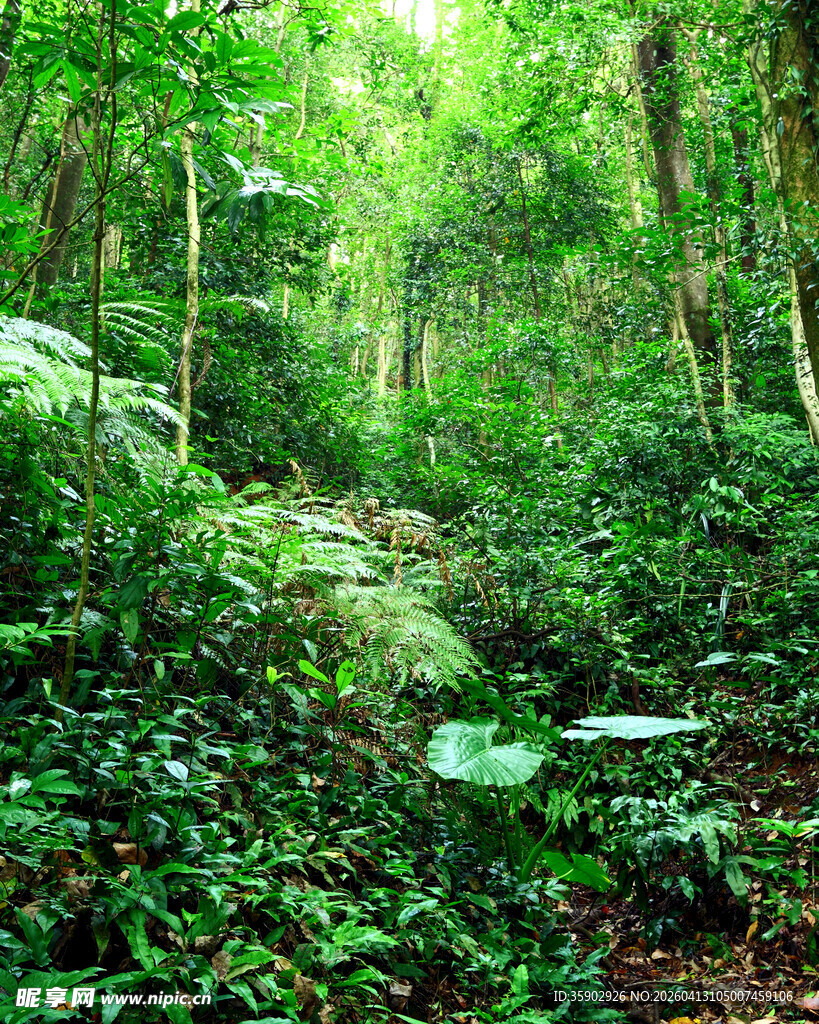 茂密丛林中的自然绿意