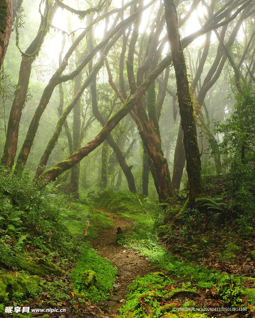迷雾森林中的隐秘小径