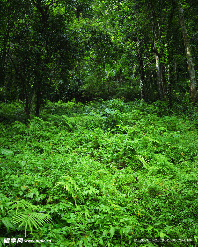 茂密丛林中的翠绿蕨类植物