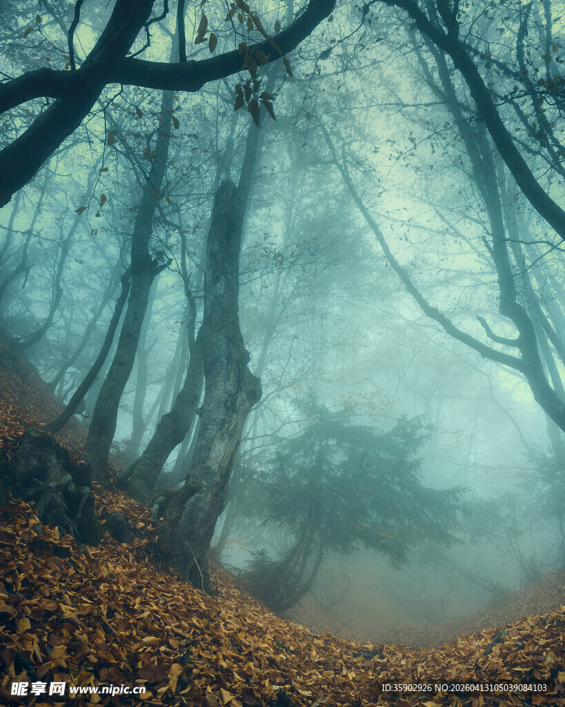 迷雾森林中的秋日落叶景象
