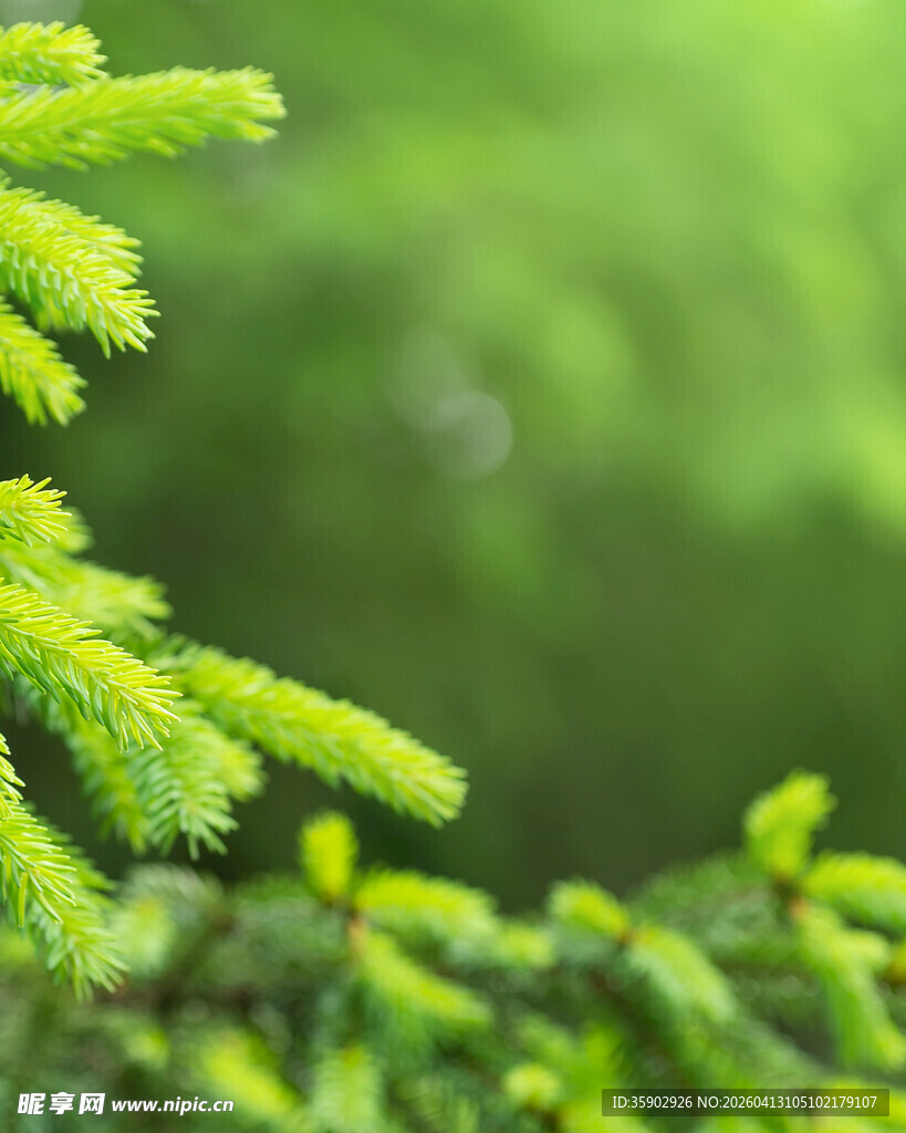 嫩绿松枝特写
