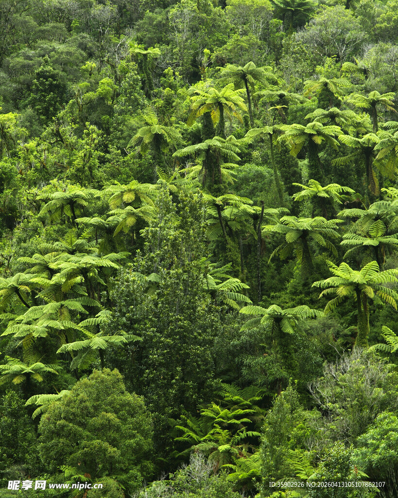 茂密葱郁的绿色森林景观