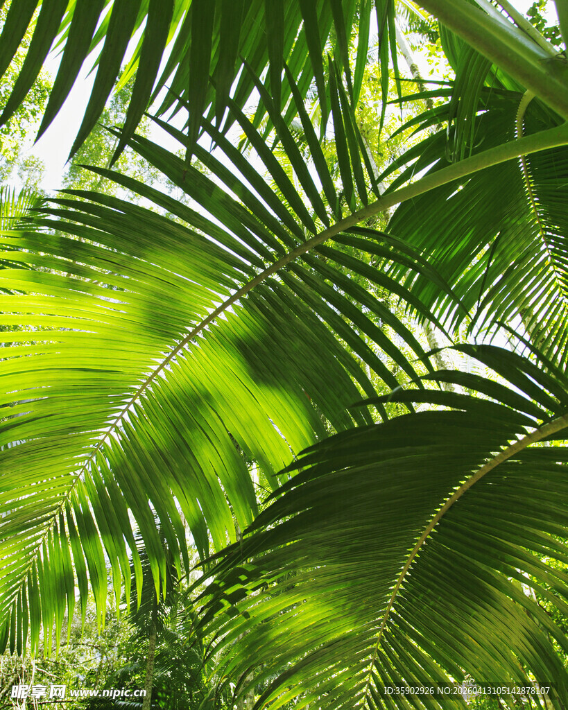 翠绿繁茂的热带棕榈叶