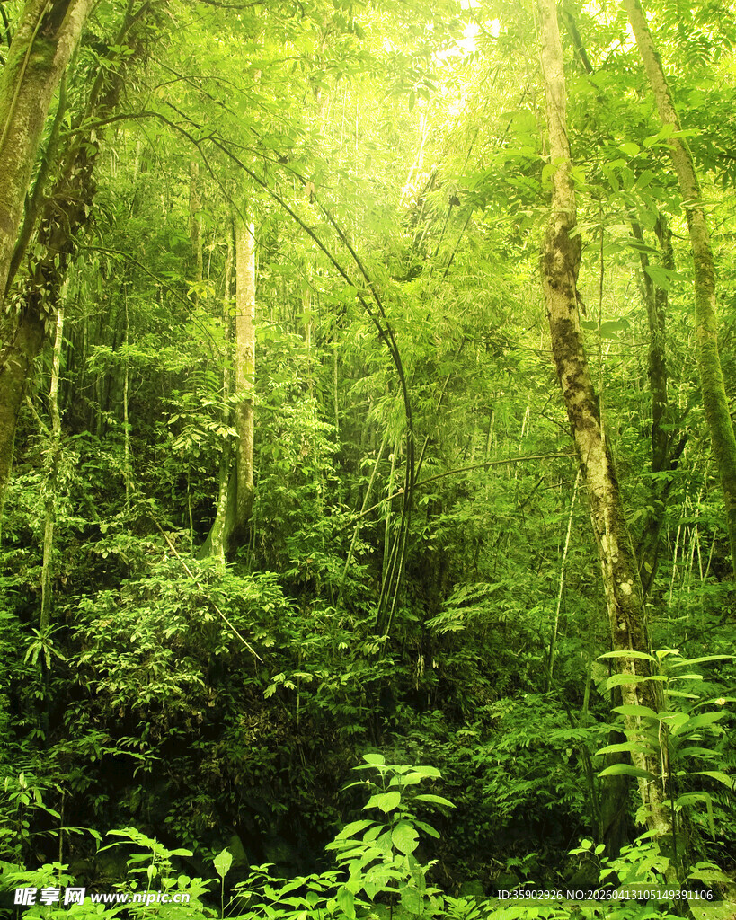 阳光照耀下的茂密森林