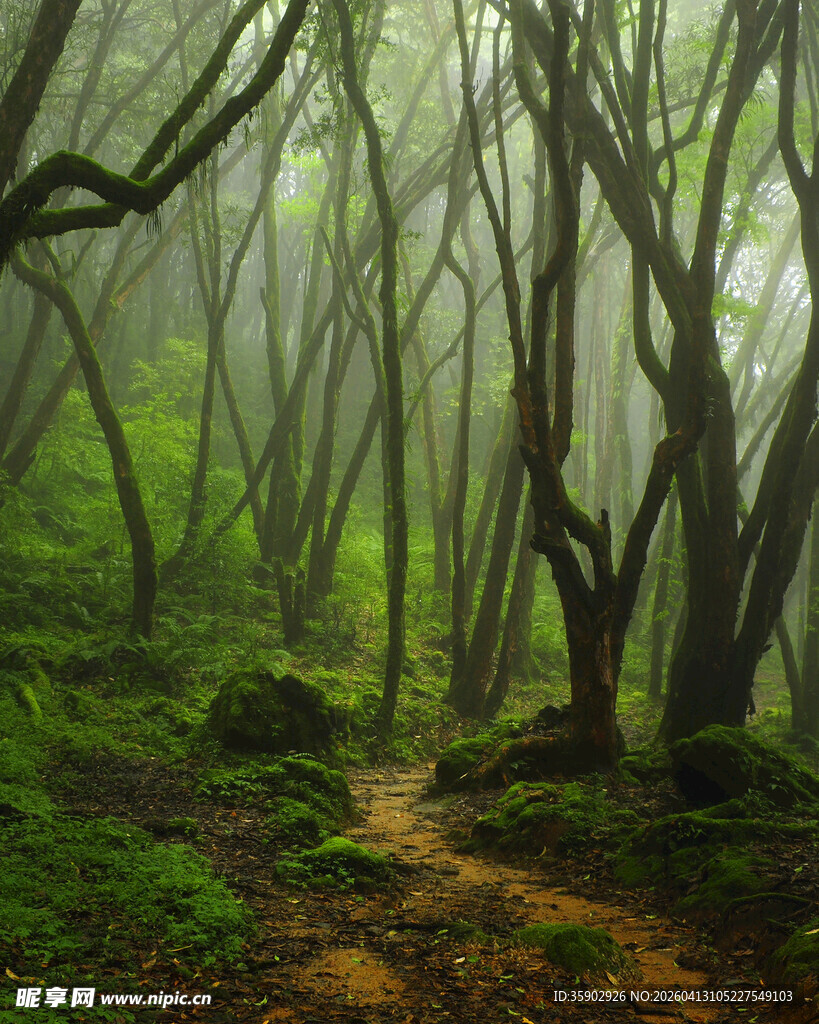 迷雾笼罩的神秘森林小径