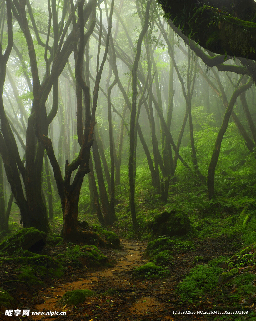 迷雾中的神秘幽森树林