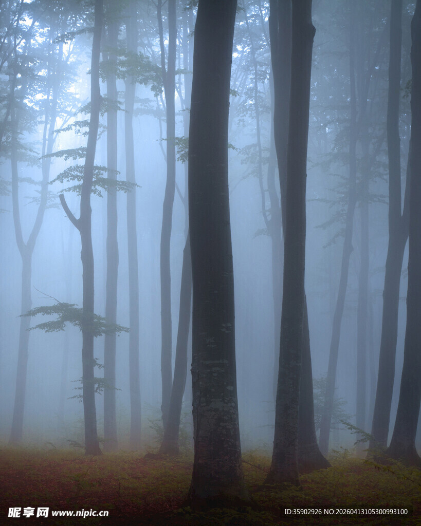 迷雾森林中的静谧树木
