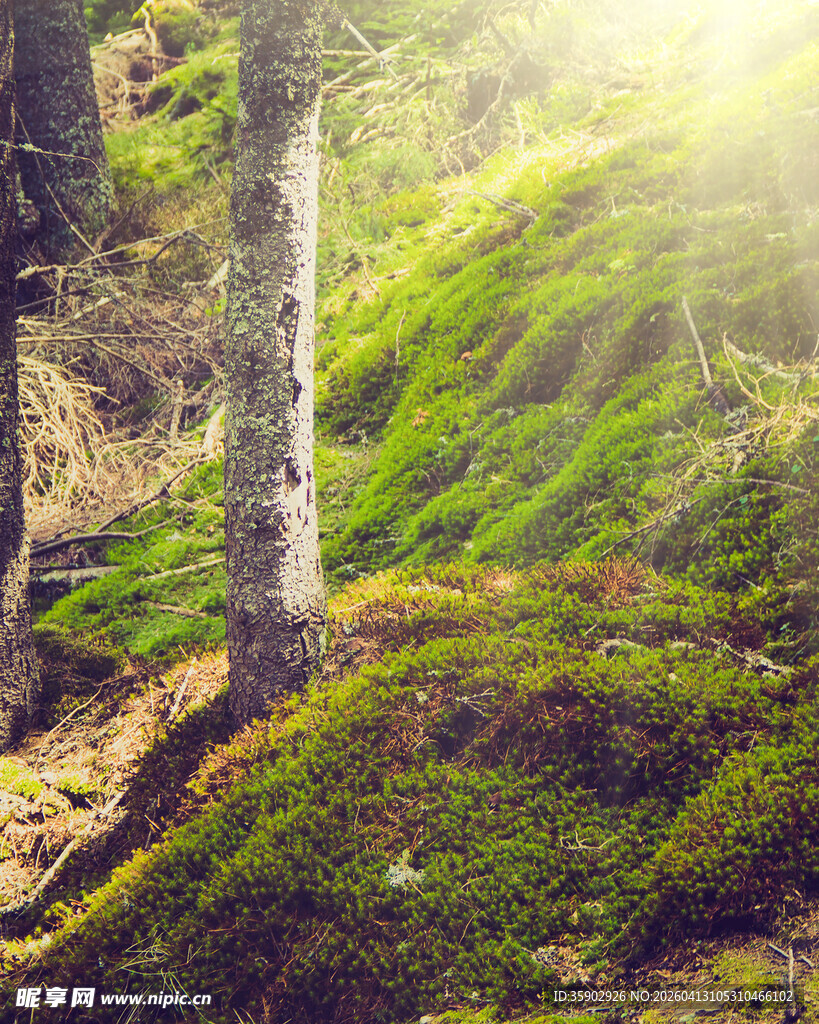 林间晨光下的绿意盎然