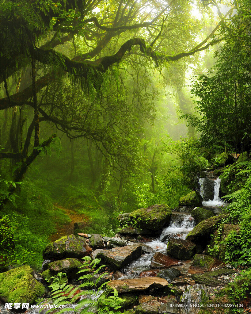 森林中的静谧溪流与光影